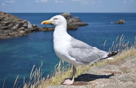 Goéland.webp