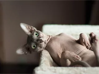 chat-sphynx-l320-h0.webp