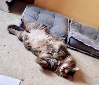Malaise Mamy Zoë.webp
