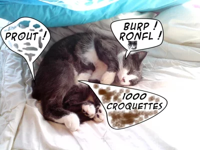 Gribouille-1000-croquettes.jpg