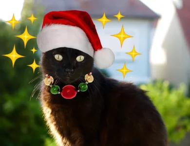 Louloute Noël.webp