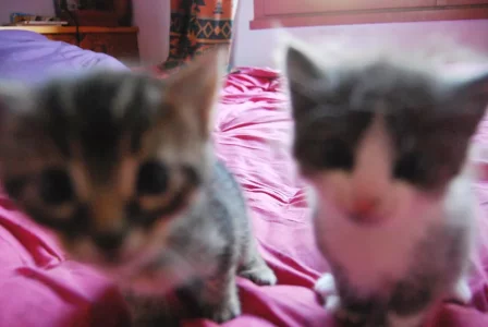 Chatons-flous.webp