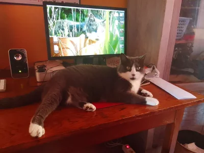 Gribouille-bureau.webp