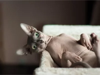 sphinx.webp