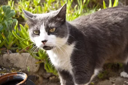 Gribouille-miaou.webp