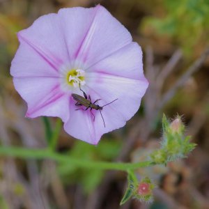 PN230507a Coléoptère oedemera sur liseron argenté (1).jpg