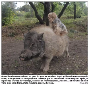 Pogui.webp