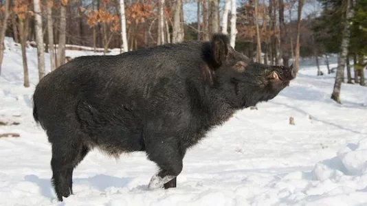 cochon sauvage.webp