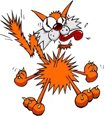 chat hérissé.webp