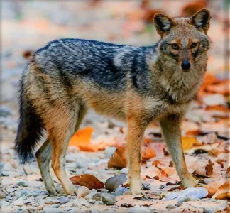 Golden_Jackal.webp