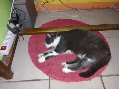 Gribouille-tapis.webp