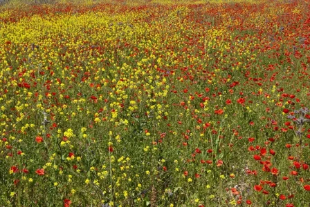 Pointillisme.webp