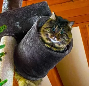 Tyger-tube.webp