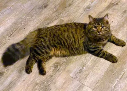 Tyger-queue2.webp