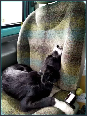 Sieste.webp
