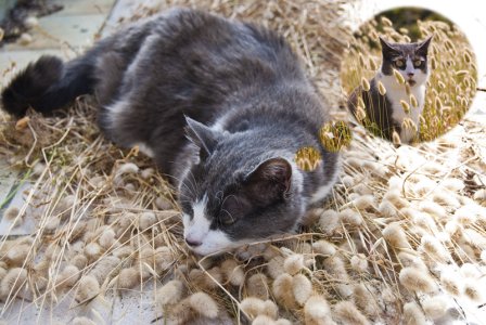 Gribouille-herbes-sèches.jpg