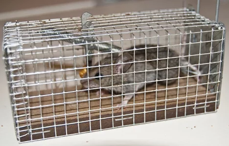 Souris.webp