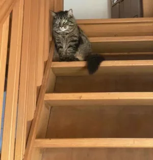 Angel-looking-Tyger.jpg
