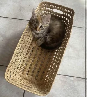 Angel-basket.jpg