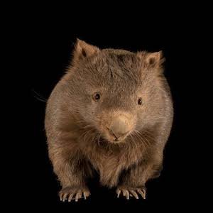 wombat.jpg