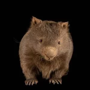 wombat.webp wombat.webp