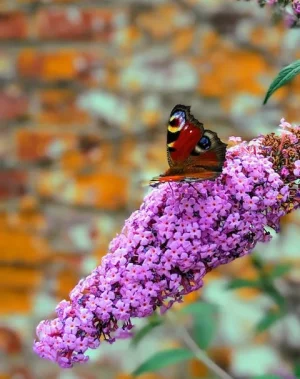 papillon.webp