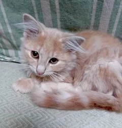 chaton 2.webp