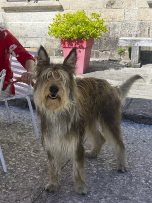Chien baudet.webp