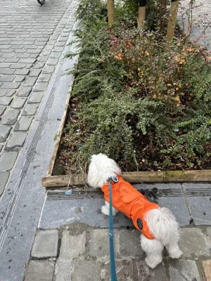 IMG_2800.webp