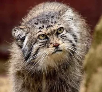 manul 2.webp
