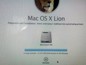 Lion_install.jpg