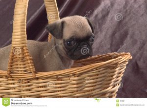 pug-basket-18482.jpg