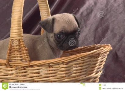 pug-basket-18482.webp
