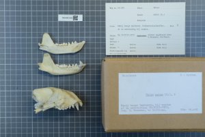 Naturalis_Biodiversity_Center_-_ZMA.MAM.18499_lat_-_Meles_meles_Linnaeus_-_skeleton_(whole).jpeg