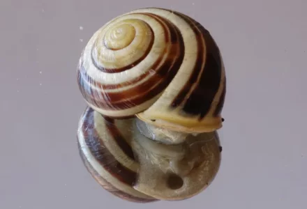 Copie de coquille - copie.webp