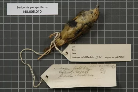 Copie de Naturalis_Biodiversity_Center_-_RMNH.AVES.18558_2_-_Sericornis_perspicillatus_Salvad...webp