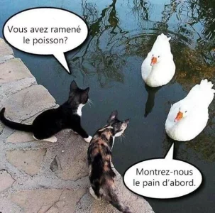 Poisson.webp