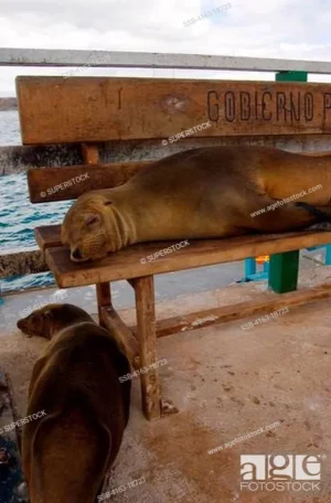 Copie de ssb-4163-18723.webp