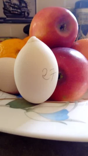Oeuf.webp Oeuf.webp