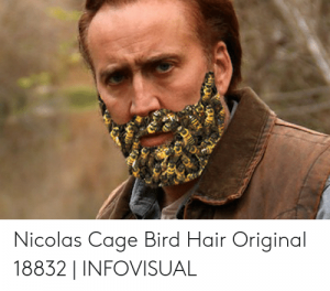 nicolas-cage-bird-hair-original-18832-infovisual-49487854.png