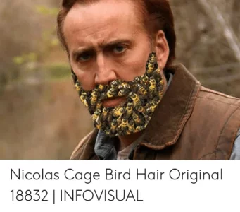 nicolas-cage-bird-hair-original-18832-infovisual-49487854.webp