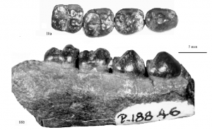 Mioclaenus-turgidus-NMMNH-18846-right-dentary-fragment-with-p3-m2-occlusal-a-and.png