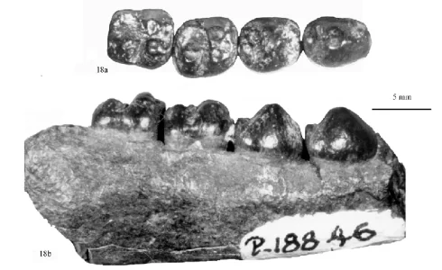 Mioclaenus-turgidus-NMMNH-18846-right-dentary-fragment-with-p3-m2-occlusal-a-and.webp