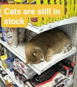 cats-are-still-in-stock-cat-sleeping-on-an-empty-shelf-in-a-supermarket-bodega-cats.png