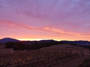 VENTOUX ET DENTELLES AU SOLEIL LEVANT 11.12.2019.jpg