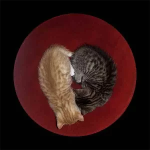 heart.webp