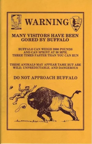 Bisons copie.webp
