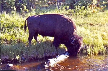 Yellowstone 1998 .webp