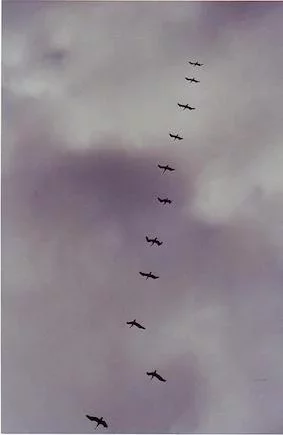 Escadrille pélicans 1998 USA.webp