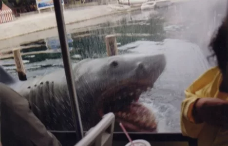 jaws.webp